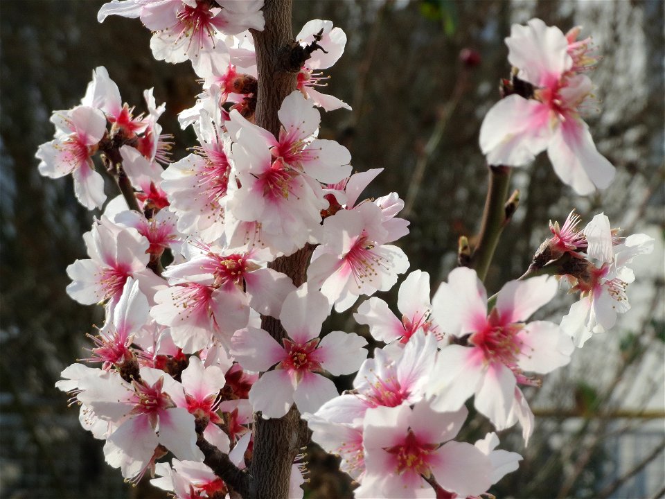 Mandelblüte (Prunus dulcis) in Hockenheim