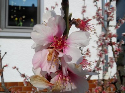 Mandelblüte (Prunus dulcis) in Hockenheim