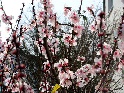 Mandelblüte (Prunus dulcis) in Hockenheim
