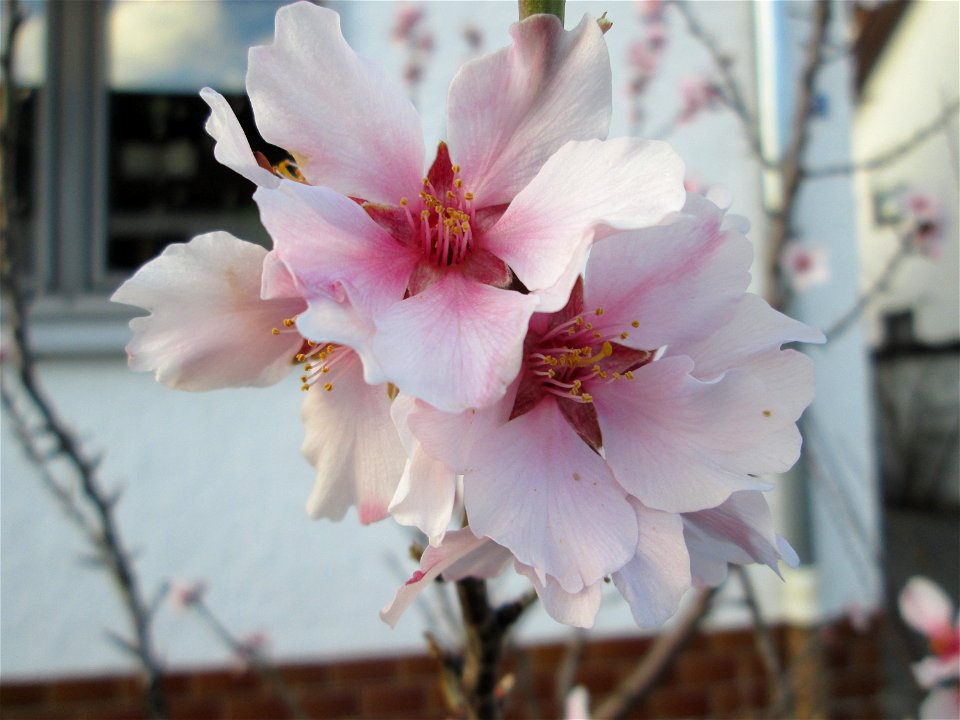 Mandelblüte (Prunus dulcis) in Hockenheim