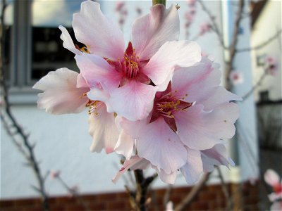 Mandelblüte (Prunus dulcis) in Hockenheim