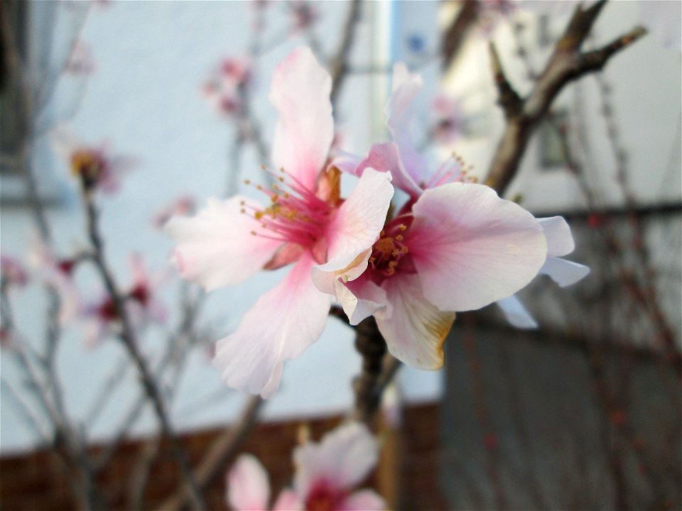Mandelblüte (Prunus dulcis) in Hockenheim