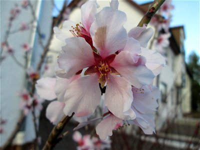 Mandelblüte (Prunus dulcis) in Hockenheim