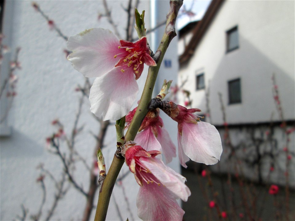 Mandelblüte (Prunus dulcis) in Hockenheim