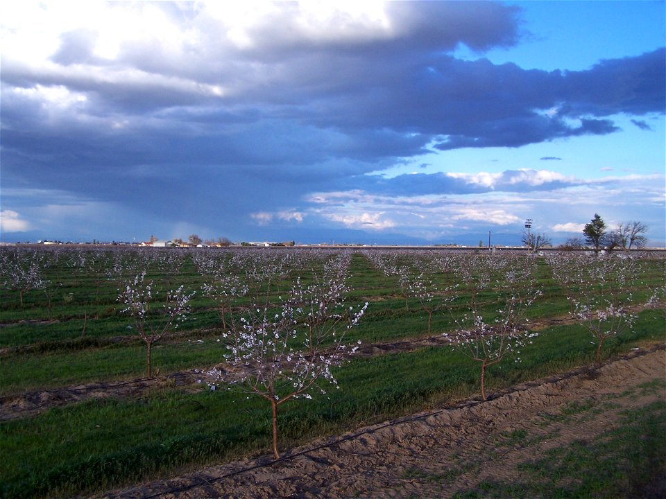 An Almond Farm in Central California