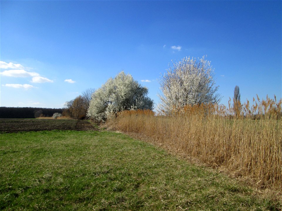 Blühende Kirschpflaume (Prunus cerasifera) im Naturschutzgebiet „Bachwiesen/Leopoldswiesen“ im Hockenheimer Rheinbogen