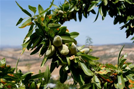 Almonds (Prunus dulcis) in Andalusia, Spain. Branch, fruits and foliage