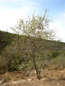Almond tree in October in Israel loaded with fruit