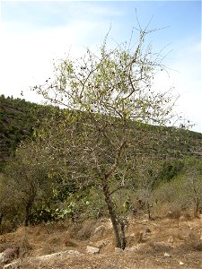 Almond tree in October in Israel loaded with fruit photo