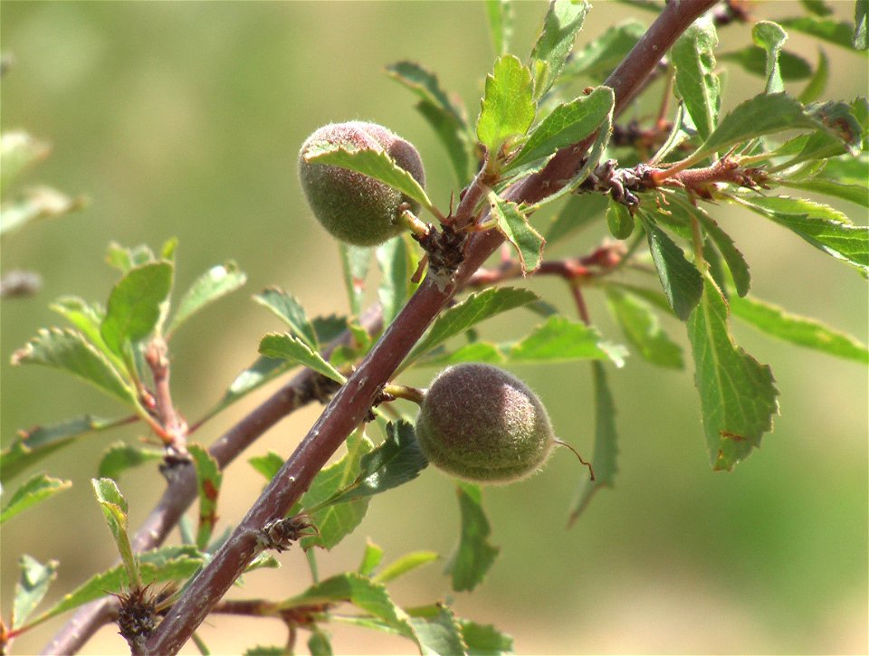 Amygdalus sibirica in Bayan-Önjüül sum of Töv Province, Central Mongolia