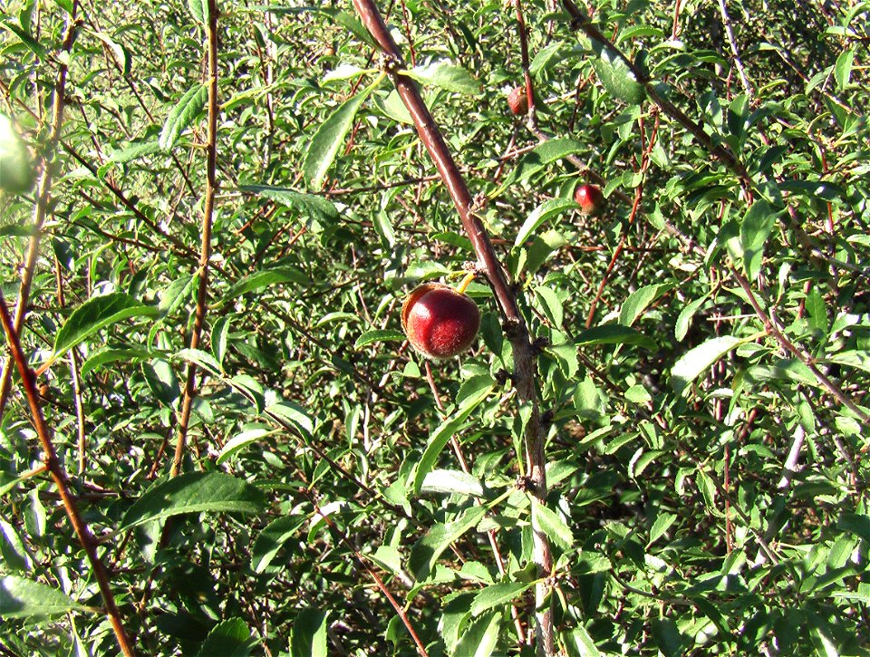 Amygdalus sibirica, Mogolyn Els sands, Gurvanbulag sum, Bulgan province, Central Mongolia