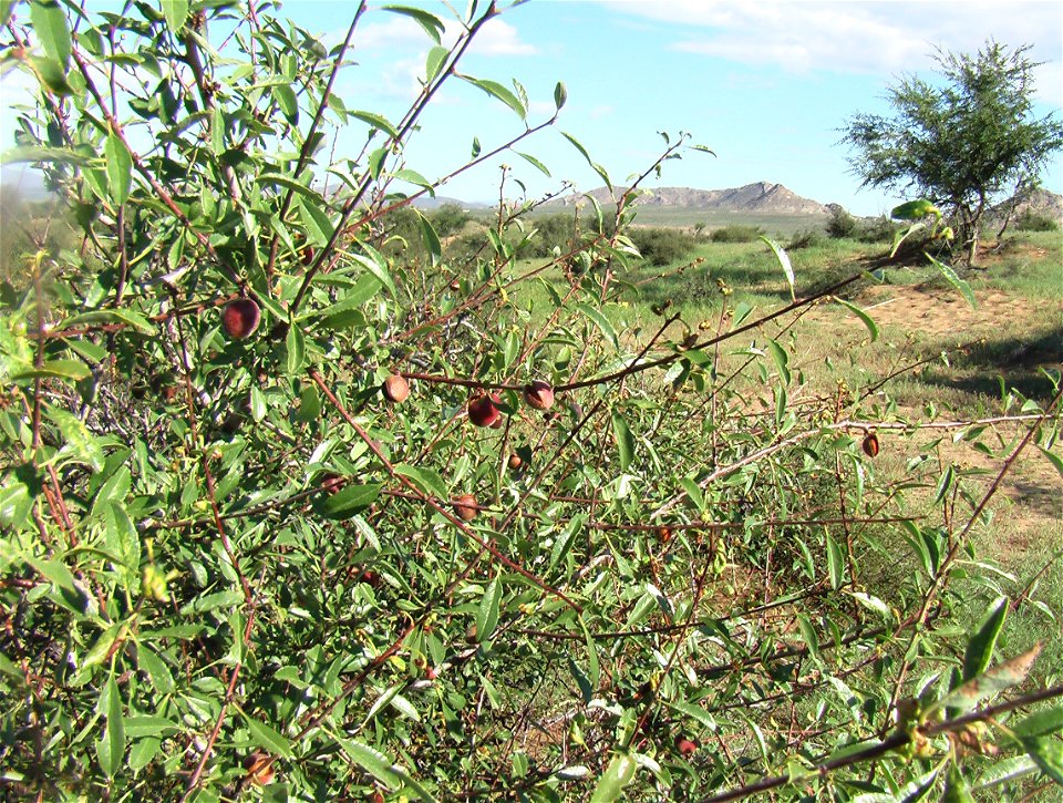 Amygdalus sibirica, Mogolyn Els sands, Gurvanbulag sum, Bulgan province, Central Mongolia