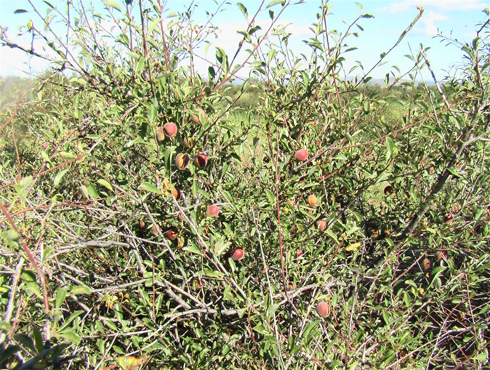 Amygdalus sibirica, Mogolyn Els sands, Gurvanbulag sum, Bulgan province, Central Mongolia