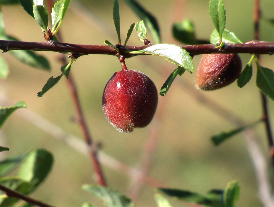 Amygdalus sibirica, Mogolyn Els sands, Gurvanbulag sum, Bulgan province, Central Mongolia