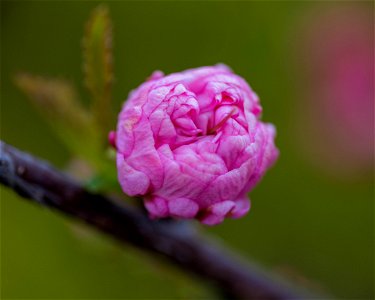 Blütenknospe der Mandel photo