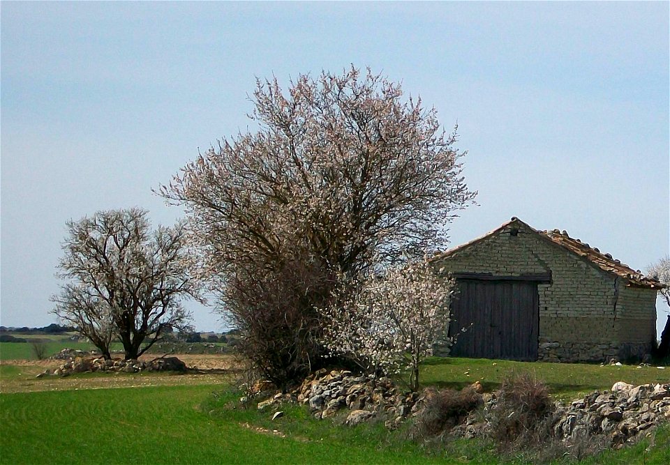 Los almendros en primavera.