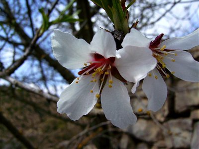Almond flowers (800 m s.l.), Castelltallat Catalonia photo
