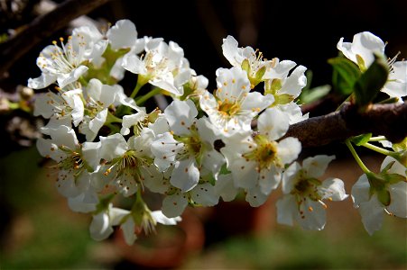 Flor de árbol de almendro photo