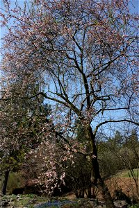 Prunus persica, Brno, CZ photo