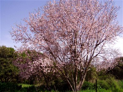 Almond tree in flower photo