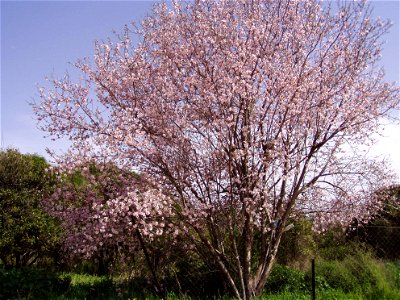 Almond tree in flower