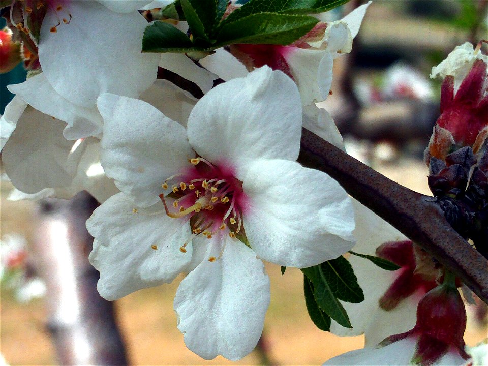 Prunus dulcis at Orchard in Dehesa Boyal de Puertollano, Puertollano, Ciudad Real, Spain