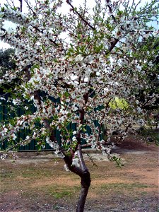 Prunus dulcis at Orchard in Dehesa Boyal de Puertollano, Puertollano, Ciudad Real, Spain photo