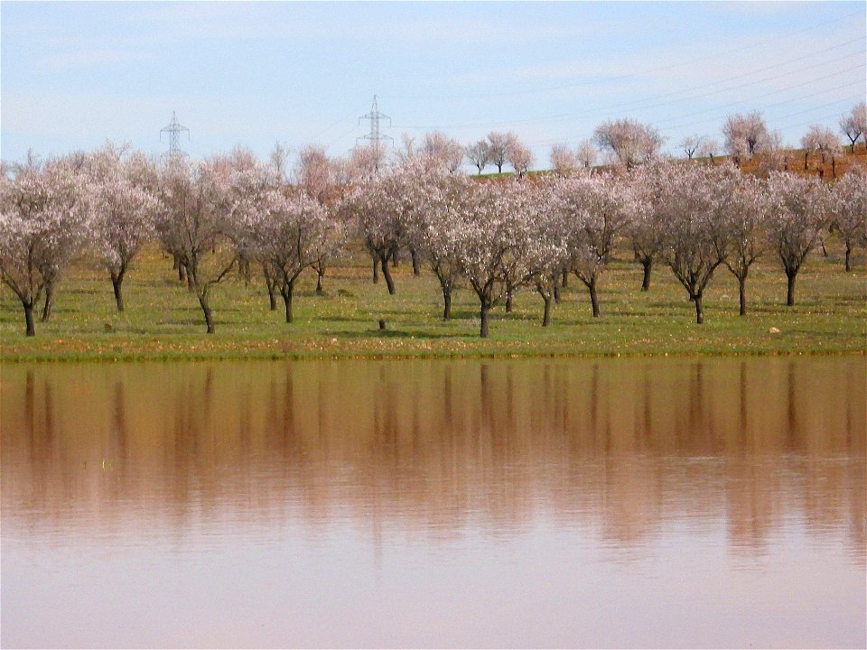 Prunus dulcis flowering, Campo de Calatrava, Spain