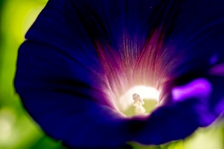 Superb thread violet climber plant