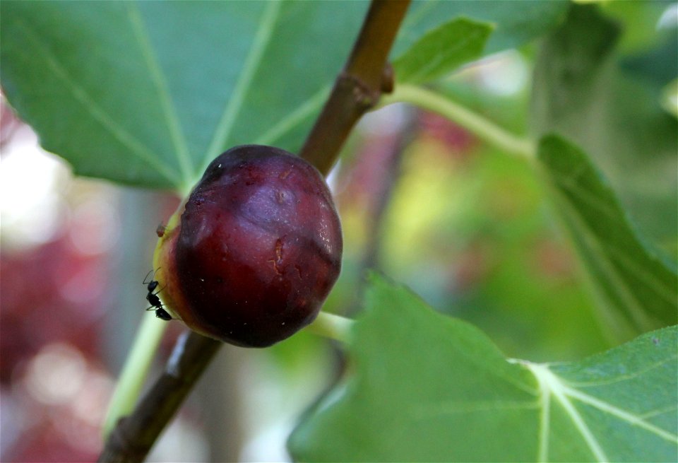 not a great year for figs, at least for the humans.