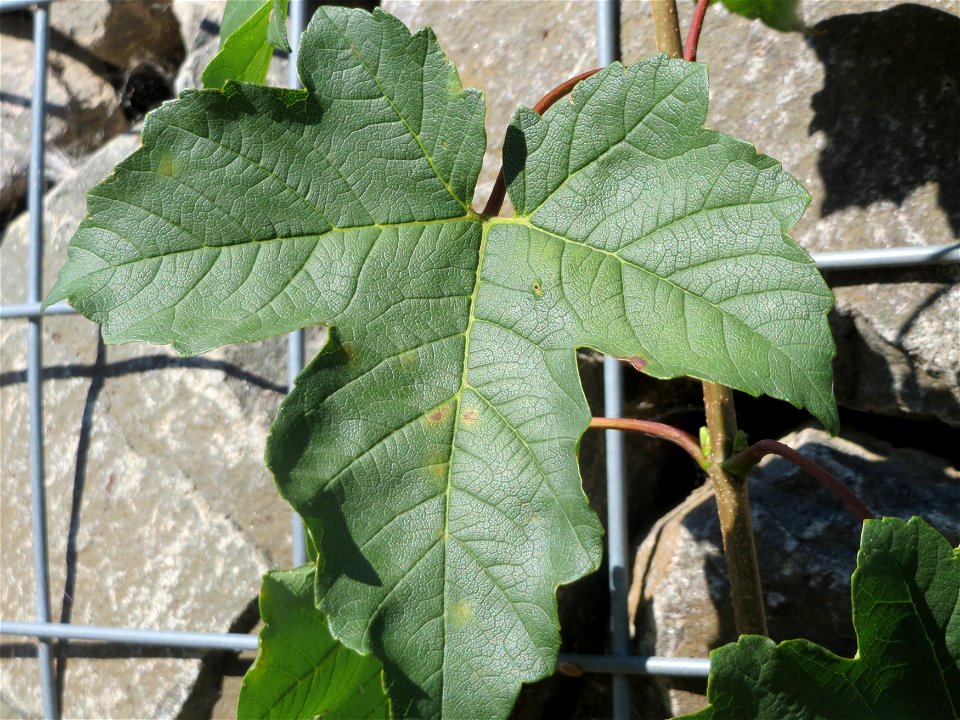 Feige (Ficus carica) in Hockenheim