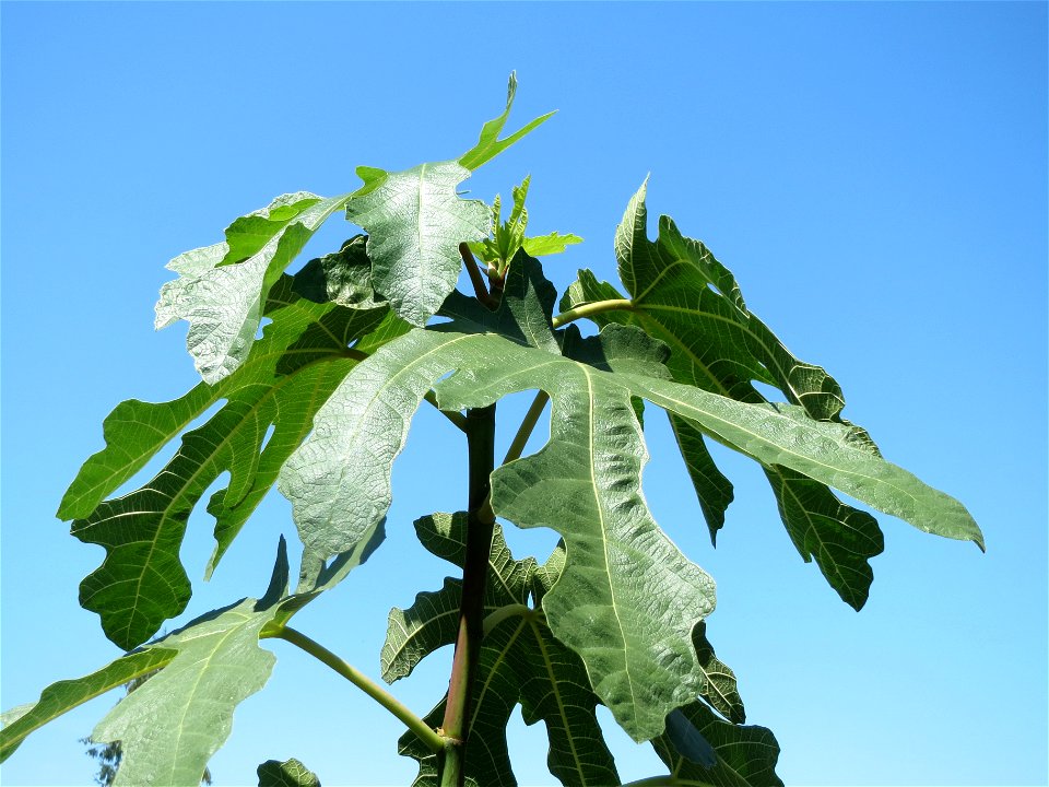 Feige (Ficus carica) in Hockenheim
