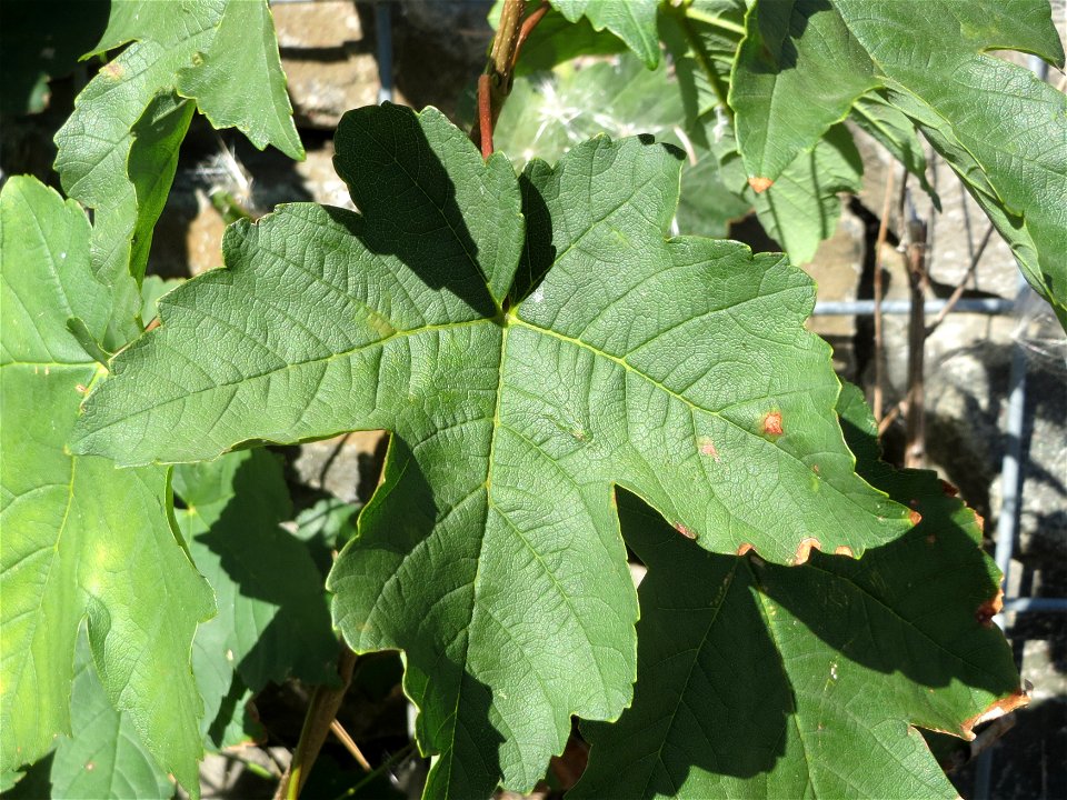 Feige (Ficus carica) in Hockenheim