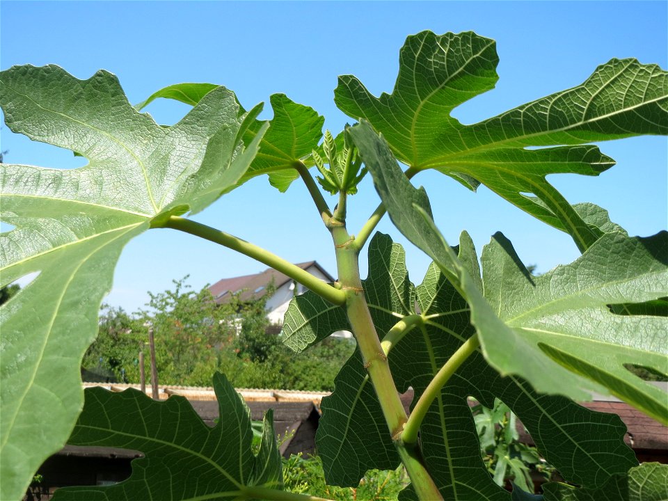 Feige (Ficus carica) in Hockenheim