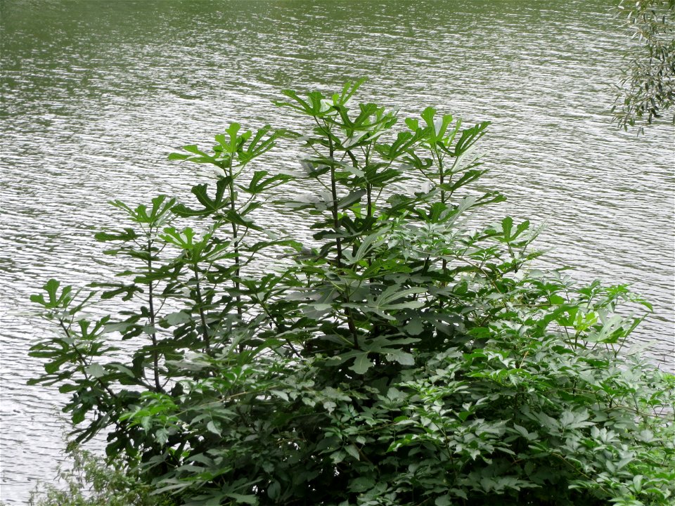 Feige (Ficus carica) an der Saar in Saarbrücken