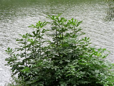 Feige (Ficus carica) an der Saar in Saarbrücken