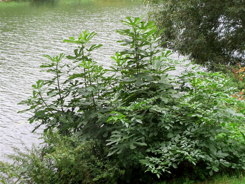 Feige (Ficus carica) an der Saar in Saarbrücken