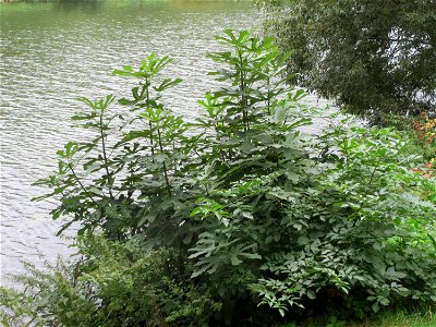 Feige (Ficus carica) an der Saar in Saarbrücken