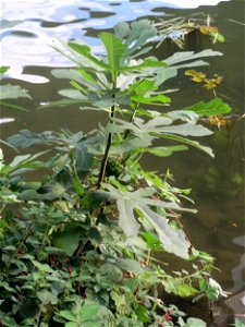 Feige (Ficus carica) an der Saar in Saarbrücken