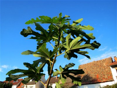 Feige (Ficus carica) in Hockenheim