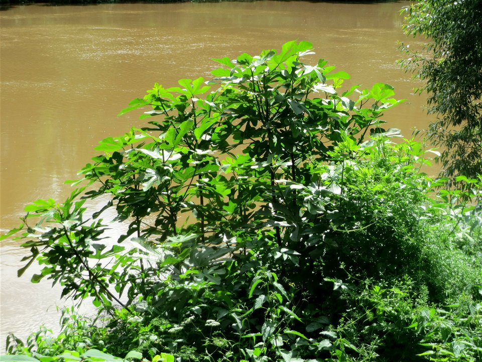 Ausgewilderte Feige (Ficus carica) an der Saar in Saarbrücken