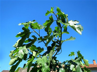 Feige (Ficus carica) in Hockenheim