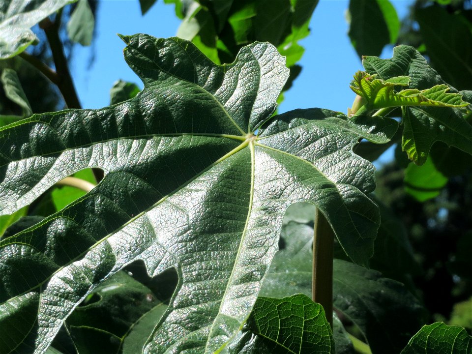 Feige (Ficus carica) in Hockenheim