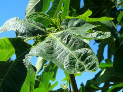 Feige (Ficus carica) in Hockenheim