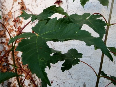 Feige (Ficus carica) vor einer Scheune in Hockenheim - an dieser Stelle vermutlich ausgewildert, in der Nähe stehen Feigenbäume in Schrebergärten