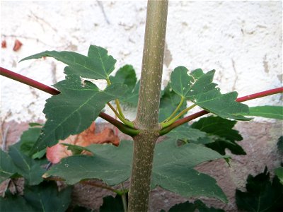 Feige (Ficus carica) vor einer Scheune in Hockenheim - an dieser Stelle vermutlich ausgewildert, in der Nähe stehen Feigenbäume in Schrebergärten