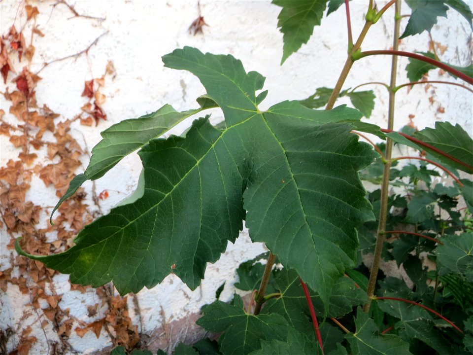 Feige (Ficus carica) vor einer Scheune in Hockenheim - an dieser Stelle vermutlich ausgewildert, in der Nähe stehen Feigenbäume in Schrebergärten
