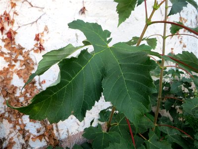 Feige (Ficus carica) vor einer Scheune in Hockenheim - an dieser Stelle vermutlich ausgewildert, in der Nähe stehen Feigenbäume in Schrebergärten