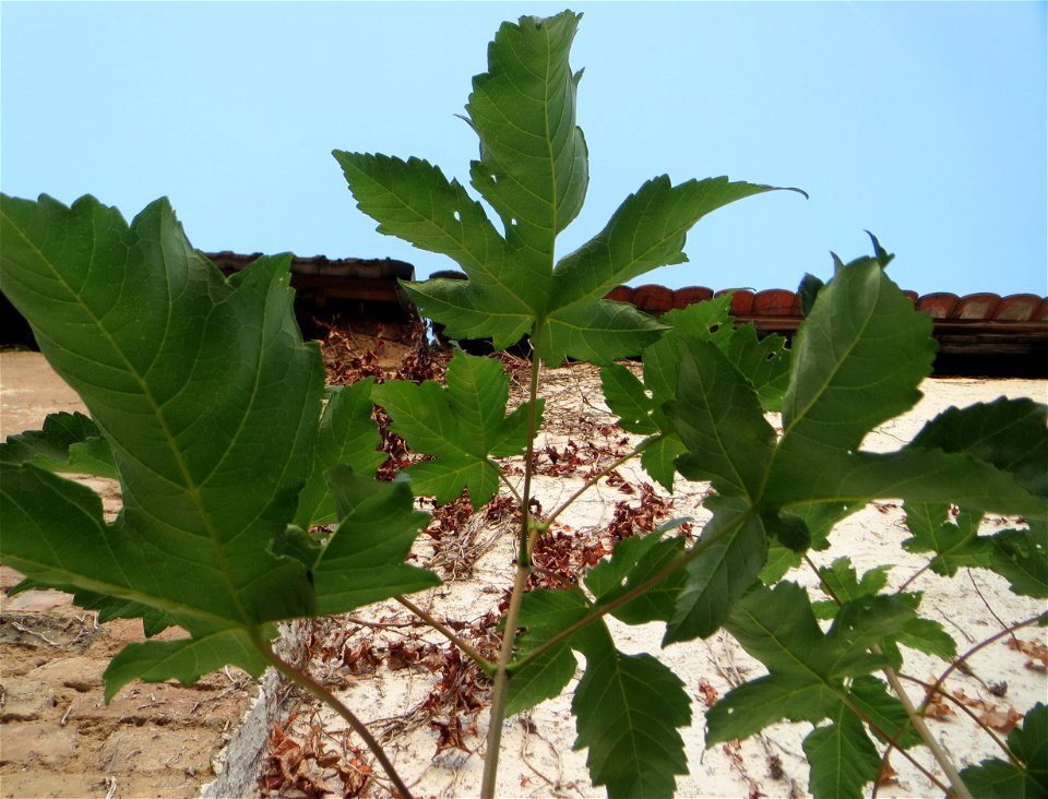Feige (Ficus carica) vor einer Scheune in Hockenheim - an dieser Stelle vermutlich ausgewildert, in der Nähe stehen Feigenbäume in Schrebergärten - Ursprung: Mittelmeerraum