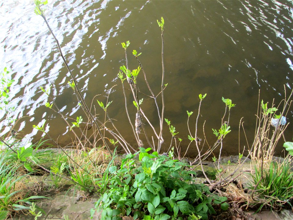 Ausgewilderte Feige (Ficus carica) unter der Bismarckbrücke an der Saar in Alt-Saarbrücken